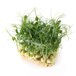 Производство салата, сока с микрозелени